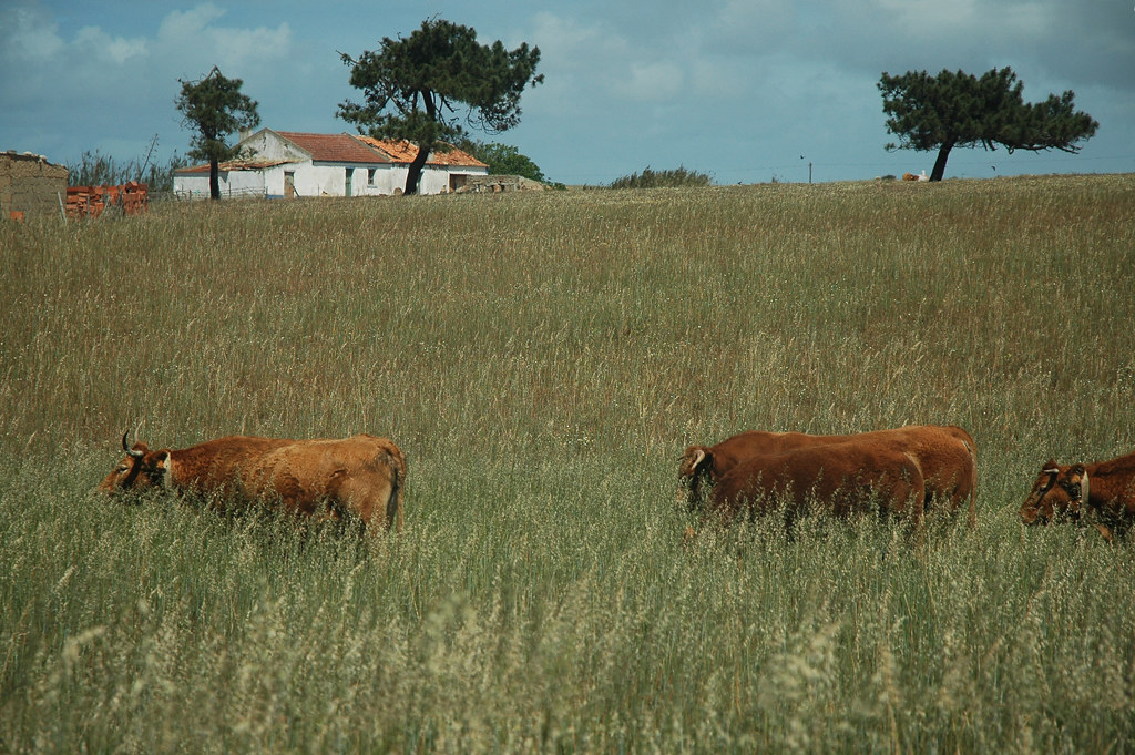 Fabricarea clopoteilor de vaci din Alentejo 2022